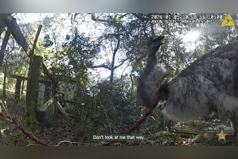 St. Johns County Sheriff's Deputy Wrangles Runaway Emu After Unusual Chase