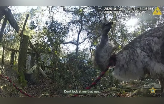 St. Johns County Sheriff's Deputy Wrangles Runaway Emu After Unusual Chase