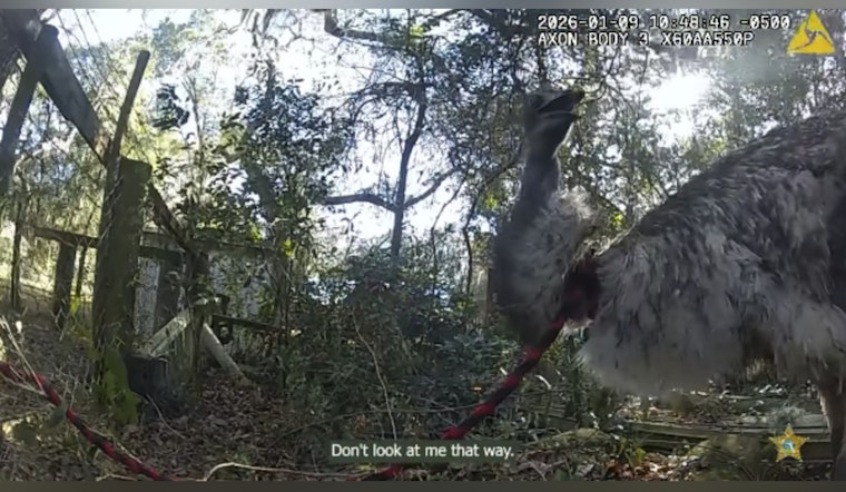 St. Johns County Sheriff's Deputy Wrangles Runaway Emu After Unusual Chase