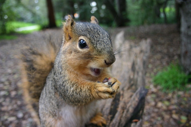 St. Peters Health Department Celebrates Squirrel Appreciation Day, Highlights Environmental Contributions of Furry Friends