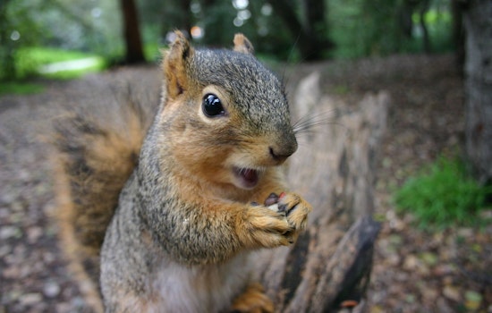 St. Peters Health Department Celebrates Squirrel Appreciation Day, Highlights Environmental Contributions of Furry Friends