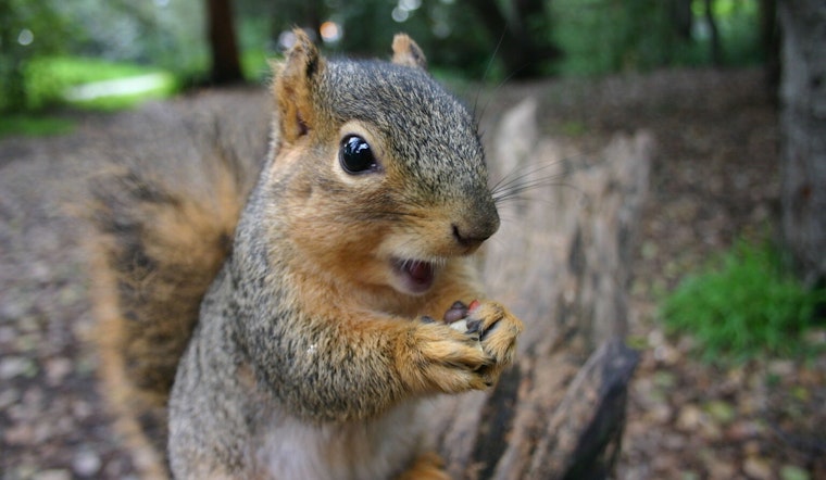 St. Peters Health Department Celebrates Squirrel Appreciation Day, Highlights Environmental Contributions of Furry Friends