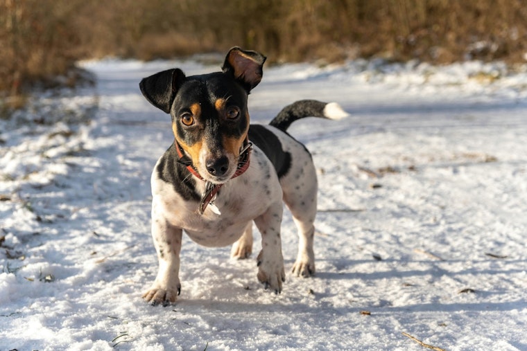 St. Peters Officials Offer Winter Pet Safety Tips as Animal Control Stands Ready to Provide Shelters and Bedding