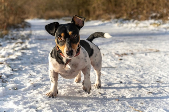 St. Peters Officials Offer Winter Pet Safety Tips as Animal Control Stands Ready to Provide Shelters and Bedding