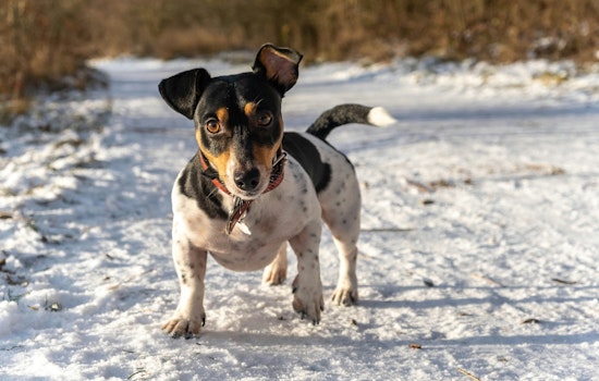 St. Peters Officials Offer Winter Pet Safety Tips as Animal Control Stands Ready to Provide Shelters and Bedding