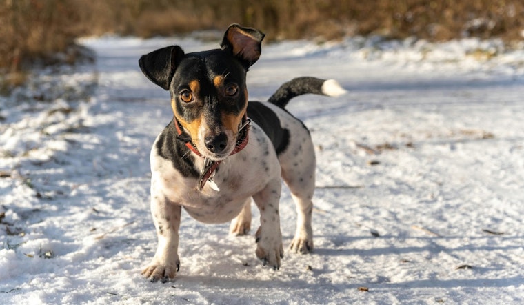 St. Peters Officials Offer Winter Pet Safety Tips as Animal Control Stands Ready to Provide Shelters and Bedding