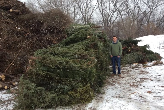 St. Louis Park Offers No-Cost Christmas Tree Disposal to Foster Eco-Friendly Post-Holiday Clean-Up