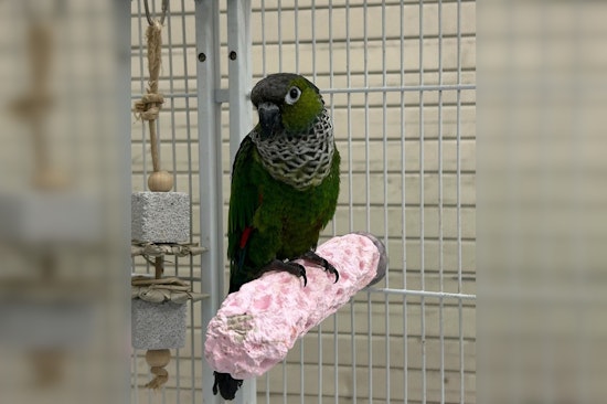 Suspected Bird Bandit Busted, Cookie the Conure Safely Returns Home Thanks to Stuart Police Detectives