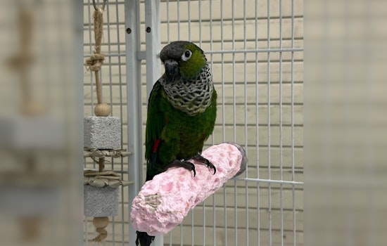 Suspected Bird Bandit Busted, Cookie the Conure Safely Returns Home Thanks to Stuart Police Detectives