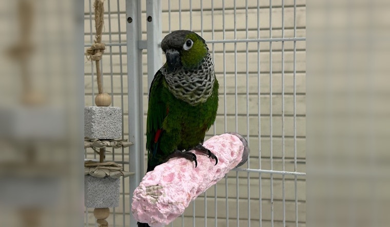 Suspected Bird Bandit Busted, Cookie the Conure Safely Returns Home Thanks to Stuart Police Detectives