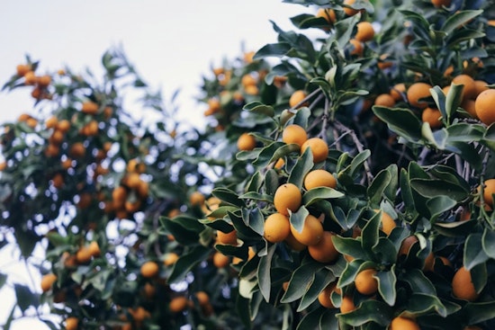 Tampa Bay's 29th Annual Kumquat Festival Postponed to March Due to Severe Weather Concerns
