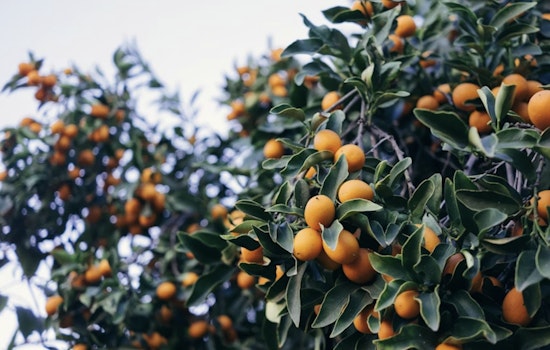 Tampa Bay's 29th Annual Kumquat Festival Postponed to March Due to Severe Weather Concerns