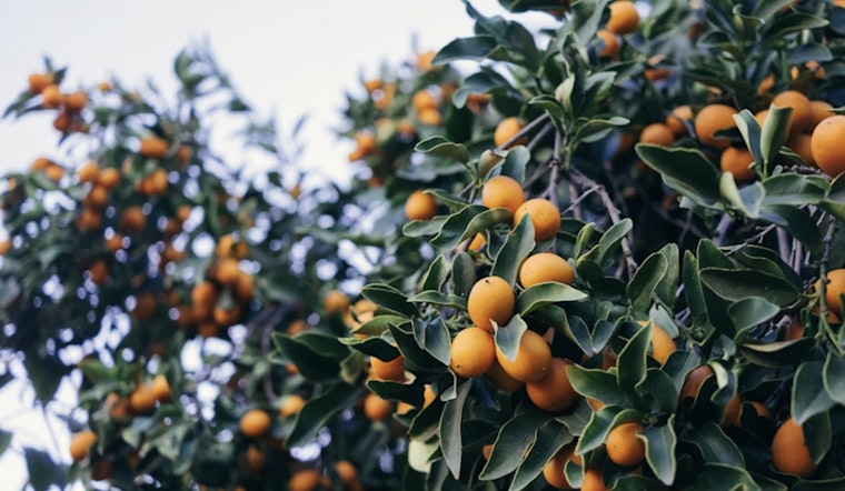 Tampa Bay's 29th Annual Kumquat Festival Postponed to March Due to Severe Weather Concerns