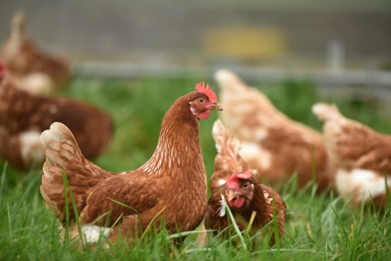 Teriyaki Trouble: Englewood Chicken Producer Yanks Nearly 2,000 Pounds From Colorado Stores