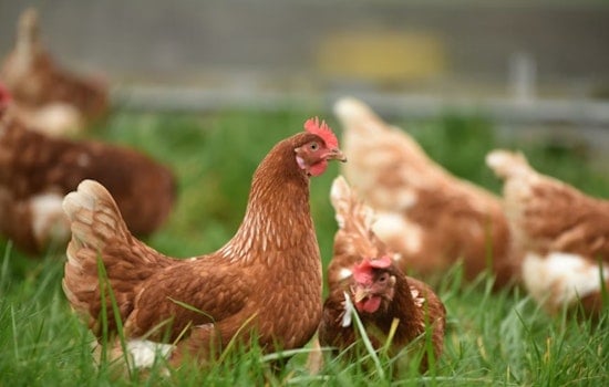 Teriyaki Trouble: Englewood Chicken Producer Yanks Nearly 2,000 Pounds From Colorado Stores