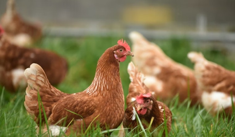 Teriyaki Trouble: Englewood Chicken Producer Yanks Nearly 2,000 Pounds From Colorado Stores