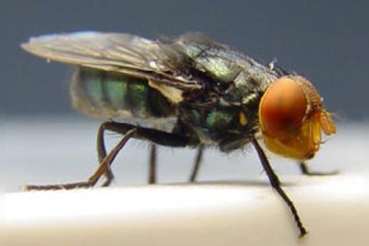 Texas Governor Greg Abbott Issues Disaster Declaration to Combat Threat of New World Screwworm Fly Invasion