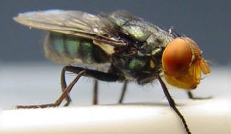 Texas Governor Greg Abbott Issues Disaster Declaration to Combat Threat of New World Screwworm Fly Invasion