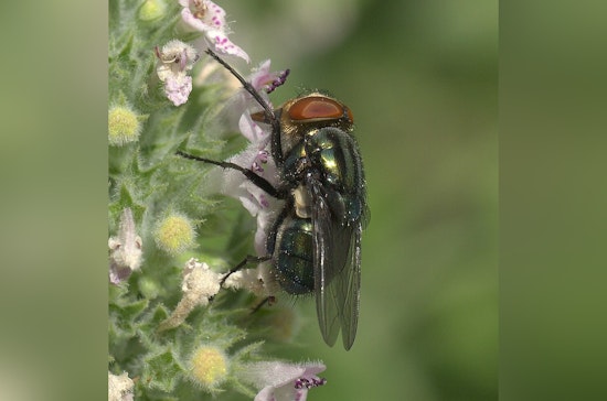 Texas Governor Greg Abbott Rings the Alarm, Declares Statewide Disaster to Thwart Screwworm Menace!