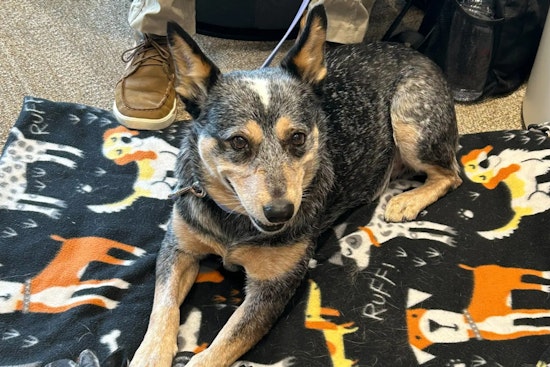 Therapy Dogs Provide Comfort at Minnesota's Emergency Operations Center Amid Stressful Events
