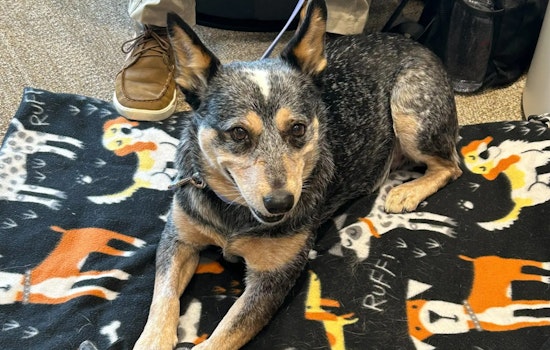 Therapy Dogs Provide Comfort at Minnesota's Emergency Operations Center Amid Stressful Events