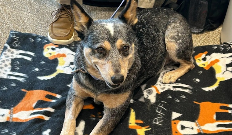 Therapy Dogs Provide Comfort at Minnesota's Emergency Operations Center Amid Stressful Events
