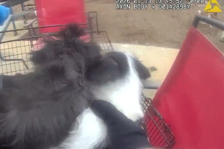 Thornton Police Rescue 41 Animals in Distress, Local Shelters Seek Community Support
