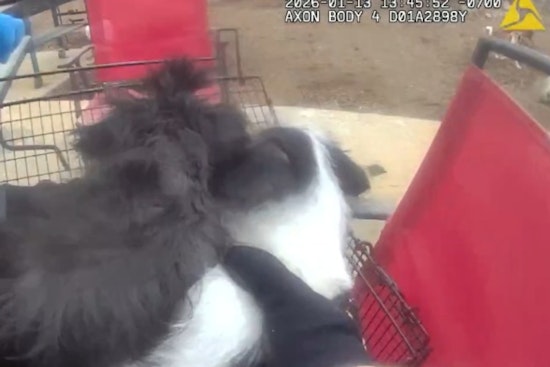 Thornton Police Rescue 41 Animals in Distress, Local Shelters Seek Community Support