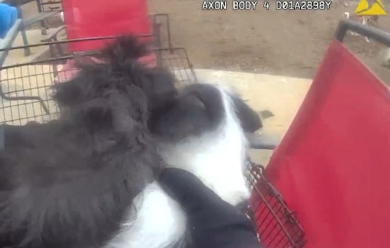 Thornton Police Rescue 41 Animals in Distress, Local Shelters Seek Community Support