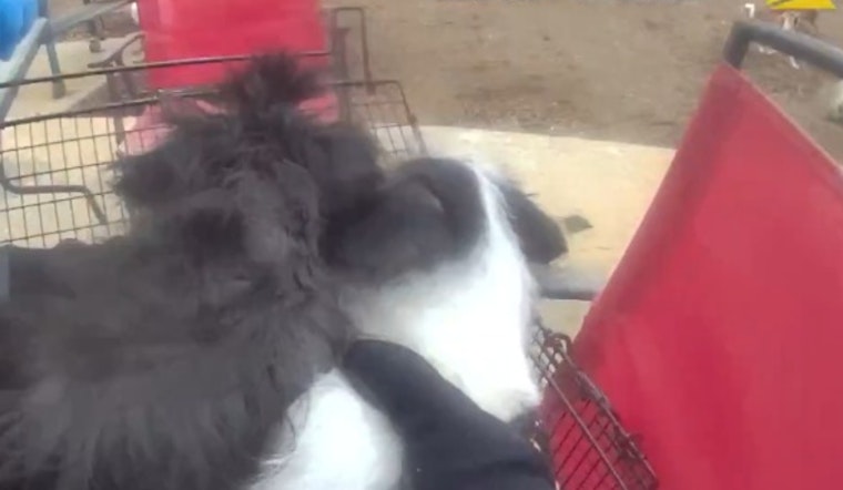 Thornton Police Rescue 41 Animals in Distress, Local Shelters Seek Community Support