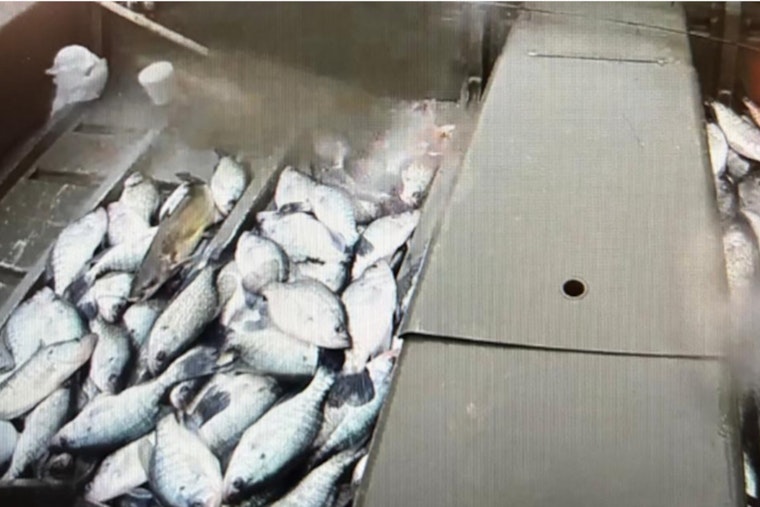 Three Texas Anglers Cited for Exceeding Fish Limits and Safety Violations on Neches River