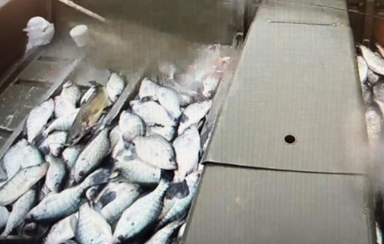 Three Texas Anglers Cited for Exceeding Fish Limits and Safety Violations on Neches River