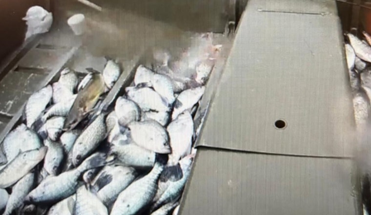 Three Texas Anglers Cited for Exceeding Fish Limits and Safety Violations on Neches River