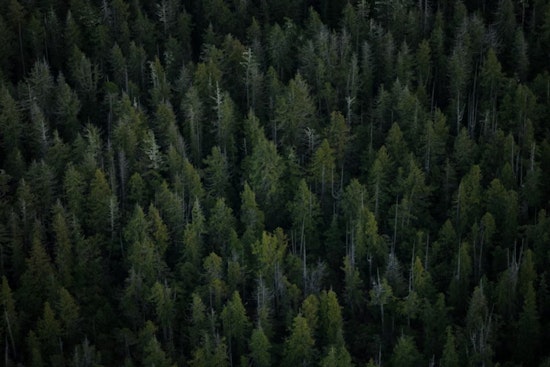 Trees to the Rescue, U.S. Forests Locking in Major Carbon, Ohio State Study Reveals