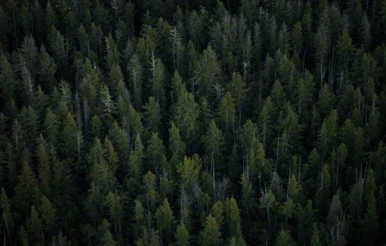 Trees to the Rescue, U.S. Forests Locking in Major Carbon, Ohio State Study Reveals