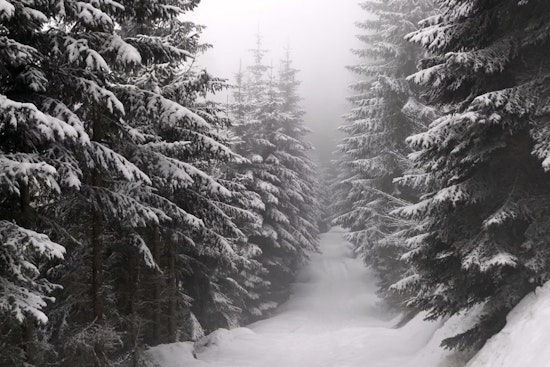 TWRA Announces Closure of Chuck Swan WMA & State Forest During Impending Cold Snap in Tennessee