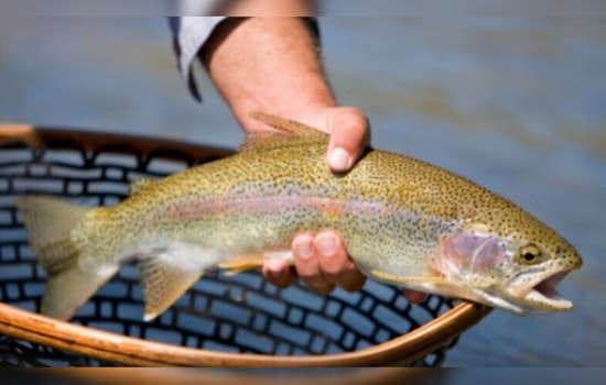 TWRA’s Winter Rainbow Trout Stocking Continues as Urban Angling Opportunities Expand Across Tennessee