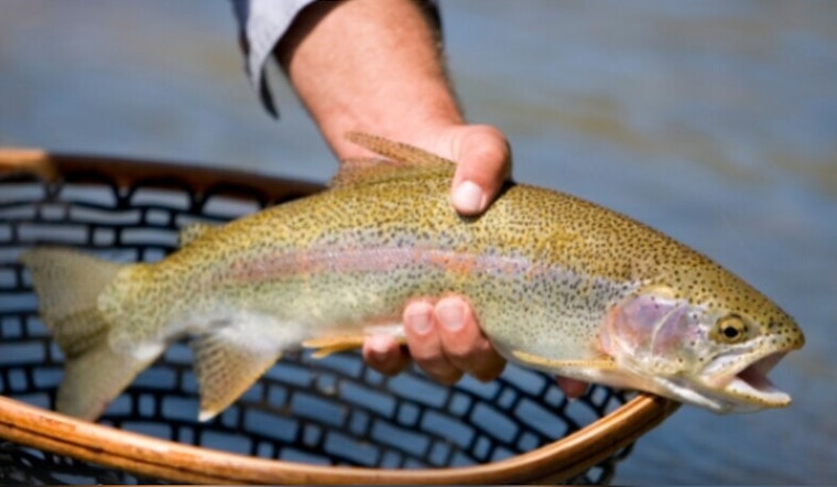 TWRA’s Winter Rainbow Trout Stocking Continues as Urban Angling Opportunities Expand Across Tennessee