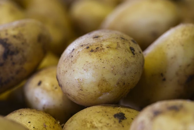 University of Utah Study Reveals Indigenous Cultivation of Four Corners Potato for Over 10,000 Years