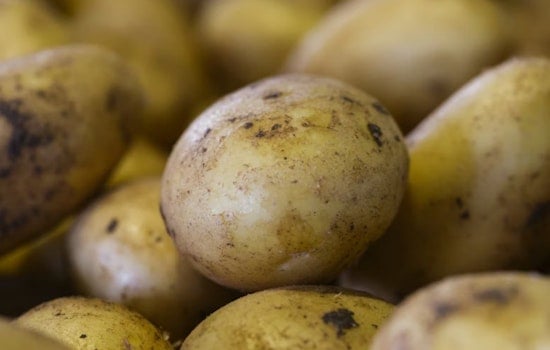 University of Utah Study Reveals Indigenous Cultivation of Four Corners Potato for Over 10,000 Years