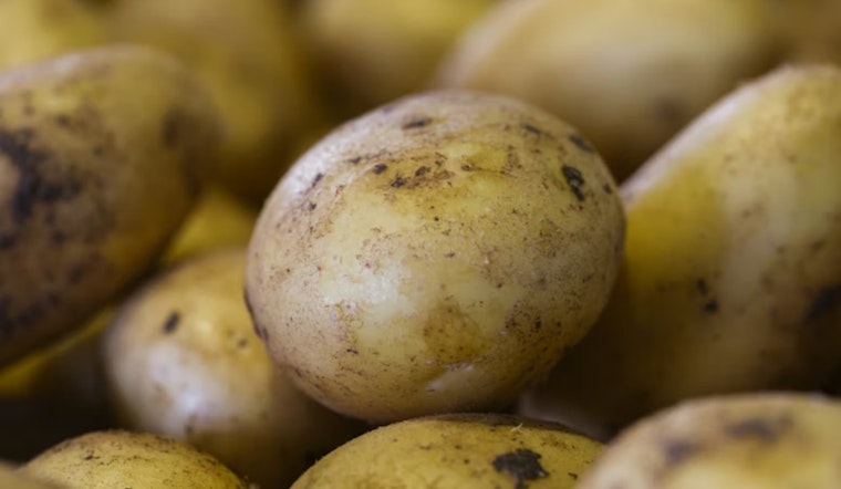 University of Utah Study Reveals Indigenous Cultivation of Four Corners Potato for Over 10,000 Years