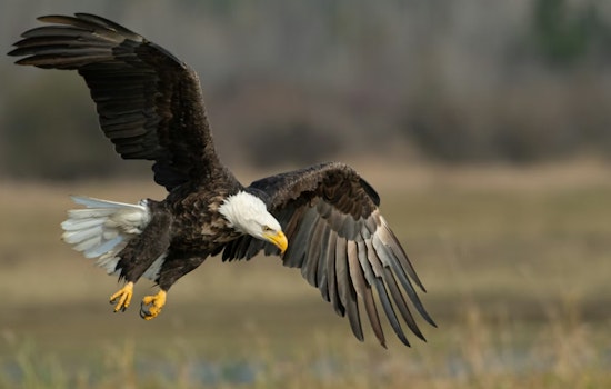 Up to $6,000 Reward for Information on Bald Eagle Shooting in Vermilion Parish, Louisiana