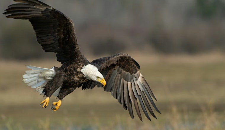 Up to $6,000 Reward for Information on Bald Eagle Shooting in Vermilion Parish, Louisiana