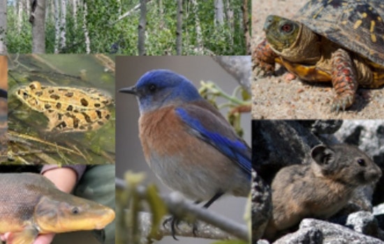 U.S. Fish and Wildlife Service Approves Colorado’s 2025 State Wildlife Action Plan, Bolstering Decade of Conservation Efforts