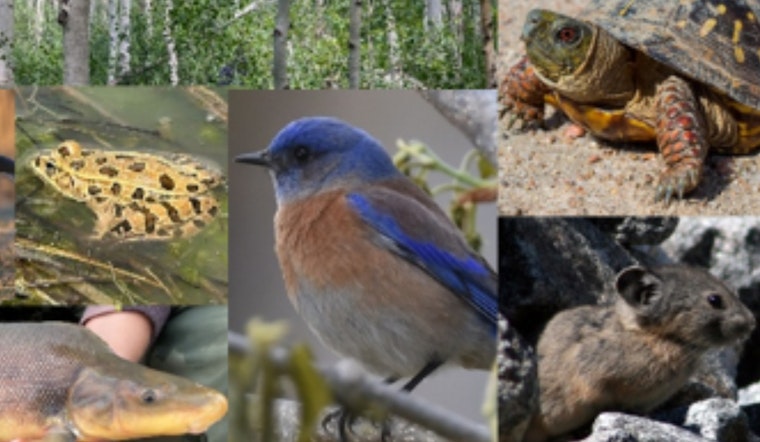 U.S. Fish and Wildlife Service Approves Colorado’s 2025 State Wildlife Action Plan, Bolstering Decade of Conservation Efforts