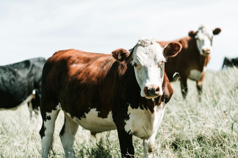 Utah Beef Broker Fires Back in High-Stakes $11.6 Million Idaho Cattle Clash