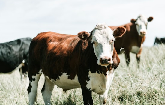 Utah Beef Broker Fires Back in High-Stakes $11.6 Million Idaho Cattle Clash