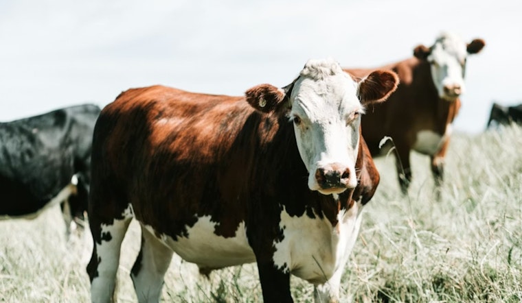 Utah Beef Broker Fires Back in High-Stakes $11.6 Million Idaho Cattle Clash