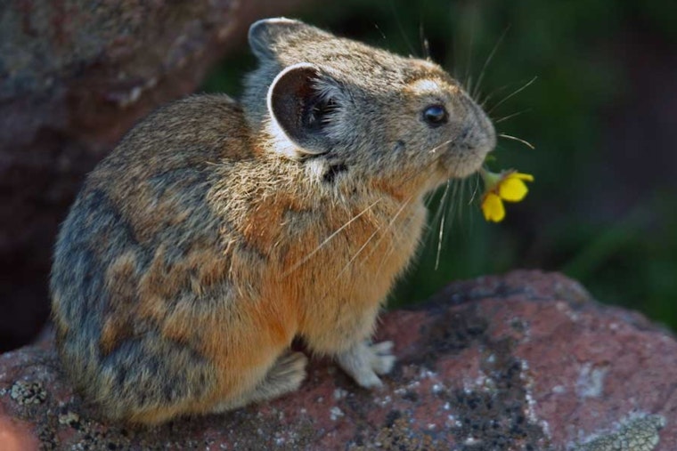 Utah's New Wildlife Action Plan Approved, Sets Stage for Decade of Conservation Efforts