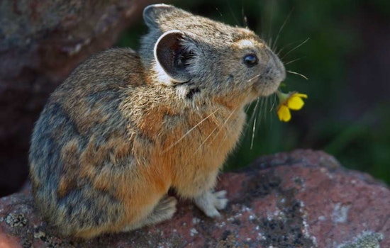Utah's New Wildlife Action Plan Approved, Sets Stage for Decade of Conservation Efforts